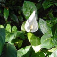 井頭公園の花ちょう遊館１