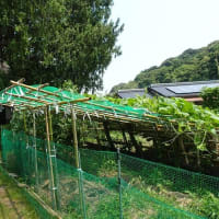 カボチャのツルが棚の先端に達した(2025/7/1)