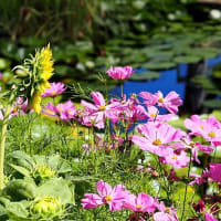 大船FC～夏の花散歩