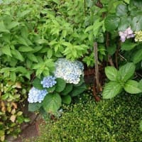紫陽花の・・・