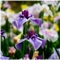 菖蒲園「久米南町」
