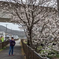Walking around my neighborhood 近所を桜を探してあるいてみた10,000歩