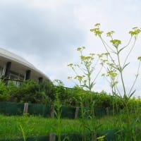 モリコロパーク花広場のインクルーシブ遊具