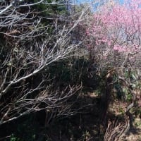 梅が満開