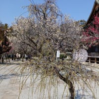 梅花見