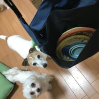 久しぶりにブログ更新(;^_^A　お散歩バッグを買い換えました。