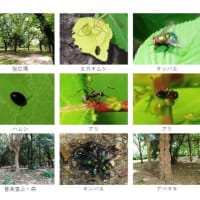大阪城公園