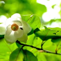 森の貴婦人（=オオヤマレンゲ）今年は memory画像で・・