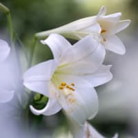  日比谷公園の百合（その2）