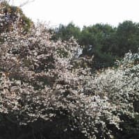 今年もそろそろ桜