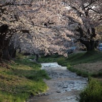 福島桜巡り　猪苗代町　観音寺川の桜並木　その１