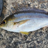 今回はかなり期待を持っての釣行だったけど