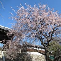 季節の花「枝垂れ桜」
