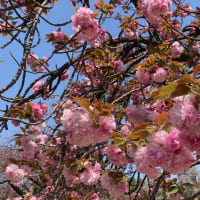 新宿御苑の八重桜