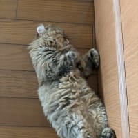 それぞれ