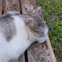 夏の始まりは秋の始まり？