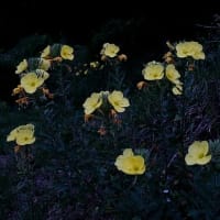 よそ者が維持する地域