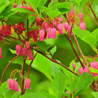 梅雨の中休みに花の山に行こう