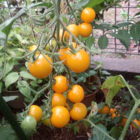 我が庭のミニトマト