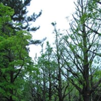 光が丘公園　イチョウ並木　　　18