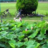 大賀蓮の公園散歩とアゲハチョウ～