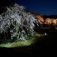 ファミーユ夜桜ライトアップ