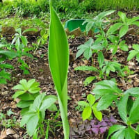 コルシカミントと藍の生葉と茎の重ね染