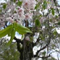 今更20240417枝垂れは終わりつつ八重桜とか盛りです