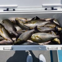 １７日・釣果