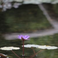 おはようです！睡蓮