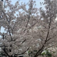 満開の桜❣️