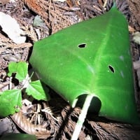 ミヤマフユイチゴ（深山冬苺）とアサギマダラの幼虫とキジョランの葉を食べた痕と俳句