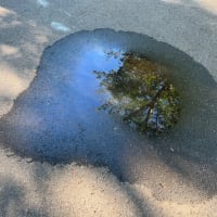 オサンポ walk - 水たまりpuddle:水たまりはのぞいて見るもの we should look at a puddle