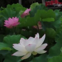 今朝の八幡宮