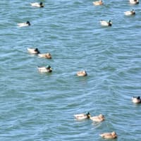 腰痛になり、今日はデスコンになった小さなNikon1カメラで狭山湖に
