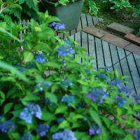 ●我が家の６月の花（2）　ヤマアジサイ藍姫　見ごろに