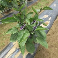夏野菜出発
