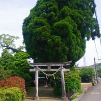 永利のオガタマノキ