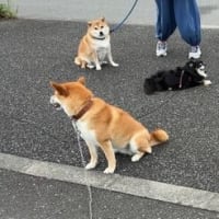 人が話している間のわんこたちって