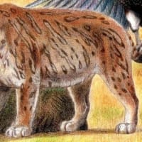【決定版】シミター型剣歯猫の分岐系統・進化  ♦  ミッシングリンク･･･ ホモテリウムの祖先とは？　および三種の特大種　【解説】