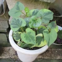 今朝も水やり
