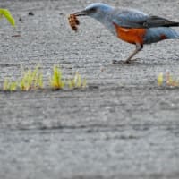 イソヒヨドリとスズメ