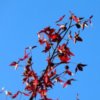 紅葉