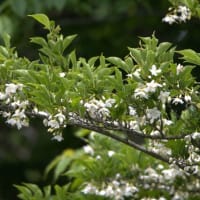 植物クロスワード（４７）『5月に咲く樹木の花』