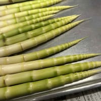 角館のこの時期美味しい物！！生保内たけのこ　そして秋田蕗　たまらね美味しさです！！！