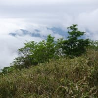 そろそろシロヤシオ・ミツバツツジの群生地へ
