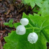 山歩きの好きな友人より