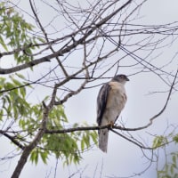 心に残る情景*「鳥景」見沼の小さな森、ツミの家族