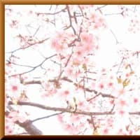 296．桜