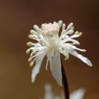 セリバオウレンの花